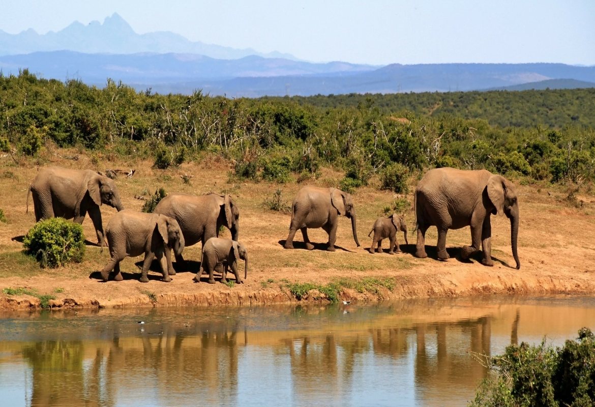 Elephants drinking at a waterhole in Ikona Wildlife Management Area