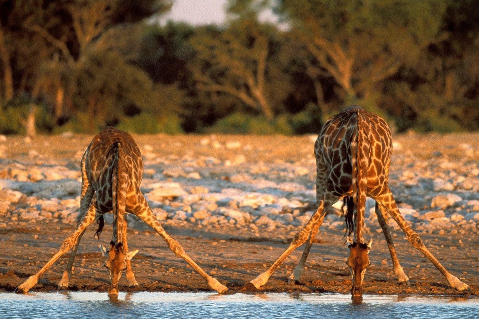 Two giraffes drinking at a waterhole in Ikona