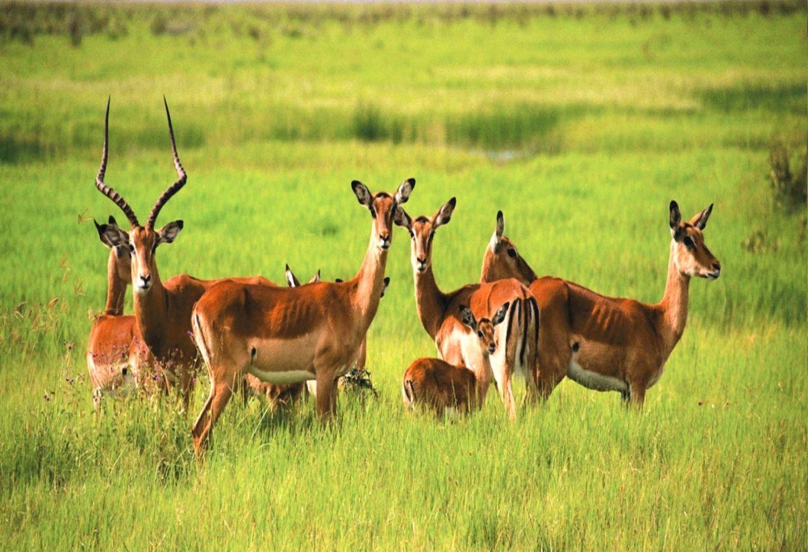 An impala herd in the grassland of Ikona Wildlife Management Area