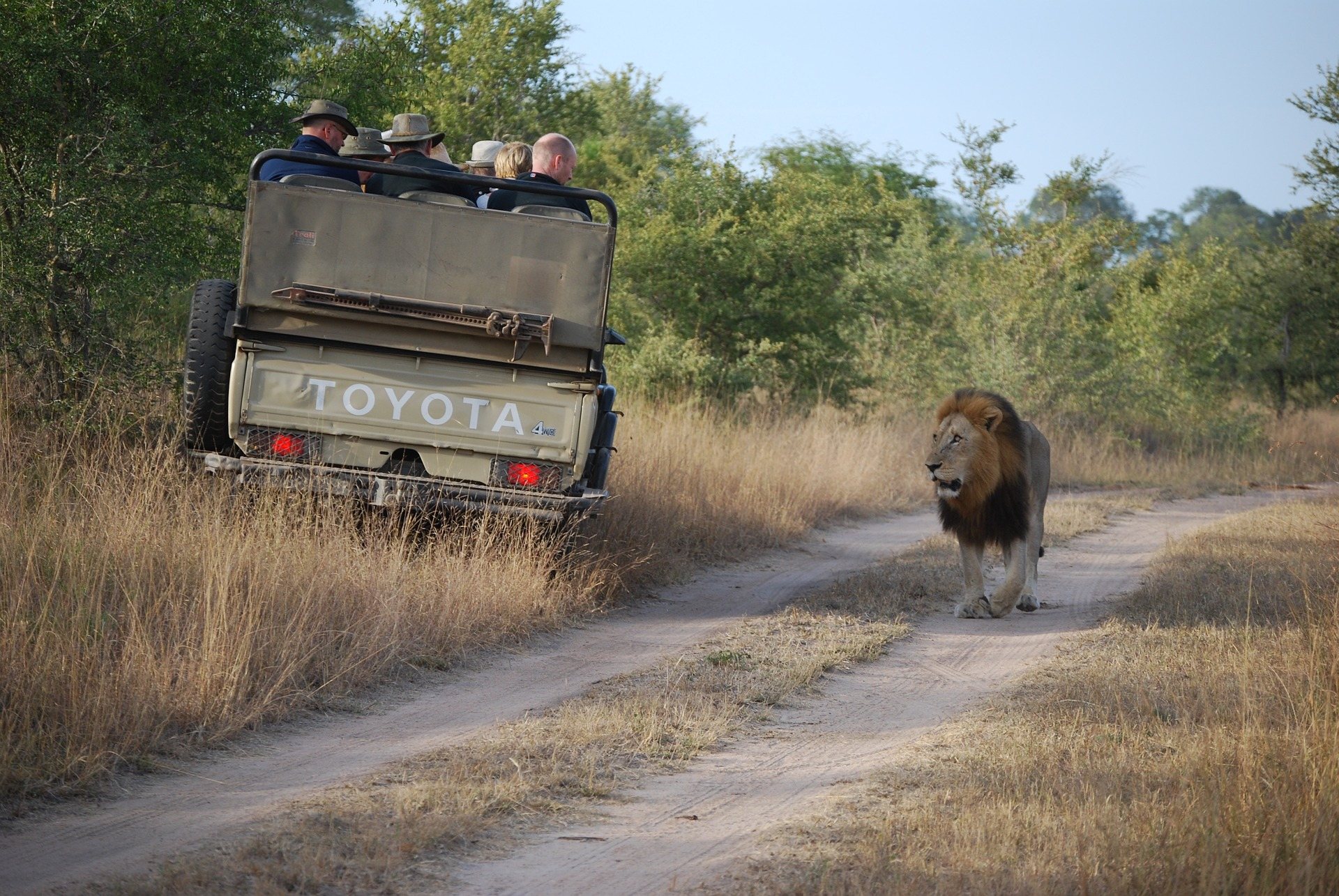 A safari vehicle and a lion on a game drive in Ikona